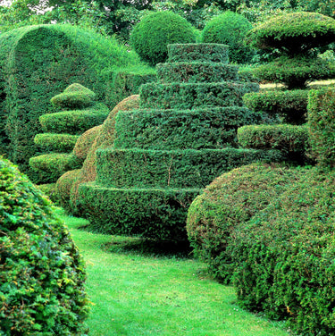 10 PACIFIC YEW Tree Taxus Baccata Brevifolia Evergreen Conifer Sun or Shade Red Ornamental Berry Native Tree Seeds